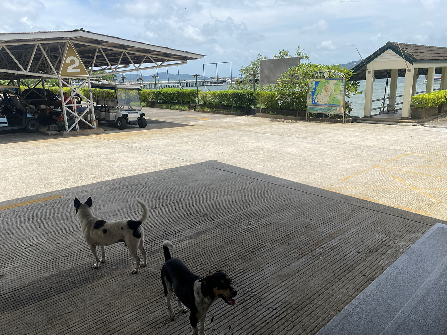Street dogs hanging out at the border crossing dock